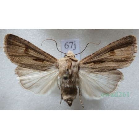 Agrotis exclamationis (Linnaeus, 1758) Rolnica czopówka Czech67j